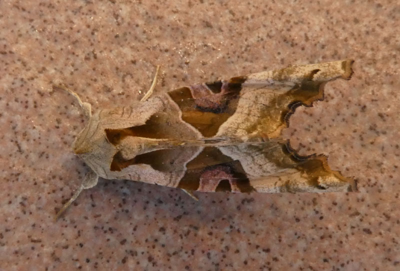 Phlogophora meticulosa - Noctuidae